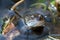 European commmon frog living in the garden pond