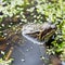 European commmon frog living in the garden pond