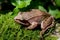 European Common Brown Frog, Rana temporaria
