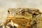 European common brown toad portrait