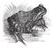 European common frog or Rana temporaria vintage engraving