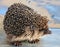 European common hedgehog