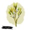 European common mistletoe isolated digital art illustration. Viscum album, mistle Viscum album growing on Populus