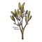 European common mistletoe isolated vector illustration. Viscum album, mistle Viscum album growing on Populus species. Viscum album