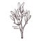 European common mistletoe isolated vector illustration. Viscum album, mistle Viscum album growing on Populus species. Viscum album