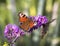 European Common Peacock butterfly Aglais io, Inachis io feeding on Summer Lilac flower