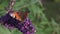 European common Peacock butterfly Aglais io, Inachis io feeding on summer lilac flower