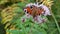 European Common Peacock butterfly (Aglais io, Inachis io) feeding on Summer Lilac flower