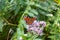 European Common Peacock butterfly (Aglais io, Inachis io) feeding on Summer Lilac flower