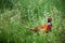 European common ring necked pheasant. Phasianus colchicus