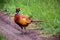 European common ring necked pheasant. Phasianus colchicus