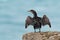 A European, or Common Shag, Phalacrocorax arstotelis, seabird pe