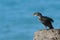 A European, or Common Shag, Phalacrocorax arstotelis, seabird perched on a cliff edge.