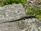 European common wall lizard complete view, sunning on stone slap.