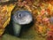 European conger underwater hidden in a hole