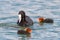 European coot feeding her chick on the lake on a lake. Fulica atra