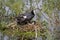 European Coot Fulica atra chicks and parent