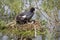 European Coot Fulica atra chicks and parent