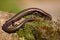 European copper skink, ablepharus kitaibelii, on a green moss in nature