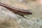 European copper skink on rock