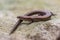 European copper skink on rocky surface