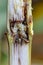 European corn borer Ostrinia nubilalis - important pest of maize crops.