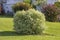 European Cornel, Cornus mas, dogwood bush on the lawn, ornamental plants in landscaping