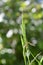 A european  crane fly  in green nature with bokeh