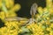 European Crane Fly (Tipula Paludosa) on Canada Goldenrod (Solidago Canadensis)