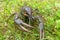 The European crayfish Astacus astacus