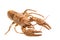 European crayfish - Astacus astacus