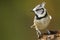 The European Crested Tit