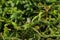 European Crested Tit bird with punk hair perching on pine tree b