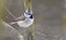 European Crested Tit thoughtful perched on small twigs in grey woods