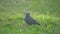 European crow raven jackdaw on summer grass. The crow walks along the grass looking for food slow motion video. bird
