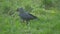 European crow raven Jackdaw on Summer Grass. The crow walks along the grass looking for food slow motion video. bird