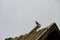 European Cuckoo Cuculus canorus on a roof