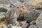 European cute hare sitting on a natural stone