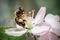 European dark bee (Apis mellifera melliferaoseup