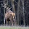 European deer - Cervus elaphus