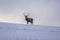 European deer  Cervus elaphus  in winter landscape