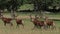 European deer portrait in summer season