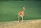 European deer in a special farm where visitors can see them