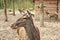 European deer in zoo