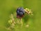 European dewberry ripe fruit, Rubus caesius