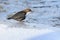 European dipper