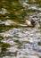 European Dipper Bird (Cinclus cinclus) - Agile Streamside Acrobat