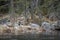 European dipper, Cinclus cinclus on rock