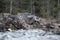 European dipper, Cinclus cinclus on rock