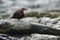 European dipper resting on a rock